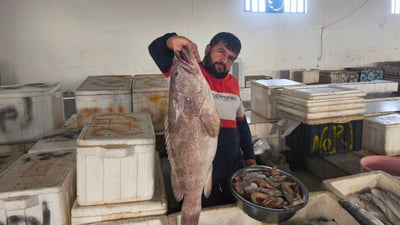 طازجة والكميات وفيرة.. أسماك الشعري والهامور تملأ أسواق الفاو