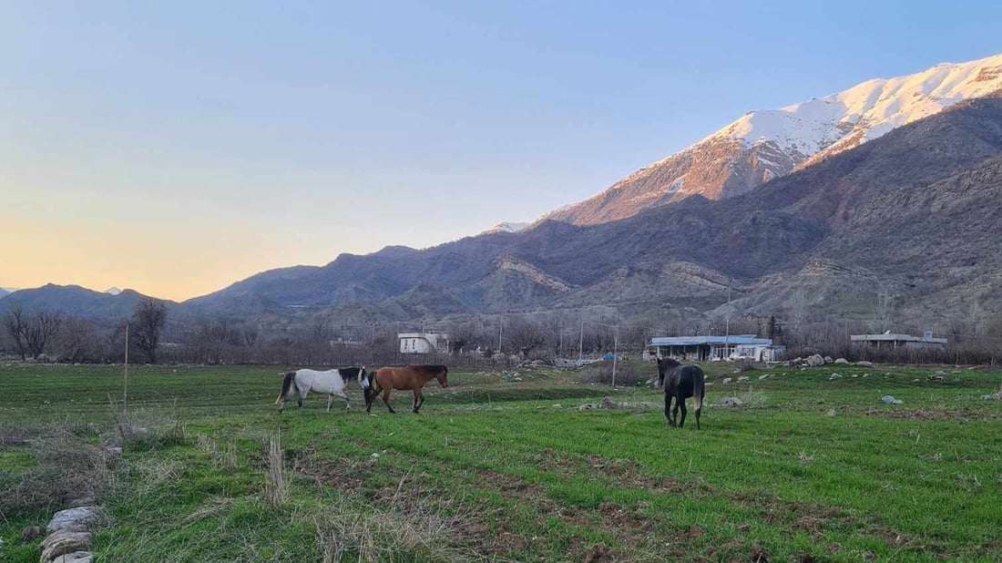 چه‌ند گو‌ندێكی بنارى قه‌ندیل به‌ده‌ست ئاژەڵی بێ خاوەن هه‌راسانن