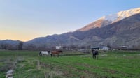 چه‌ند گو‌ندێكی بنارى قه‌ندیل به‌ده‌ست ئاژەڵی بێ خاو...