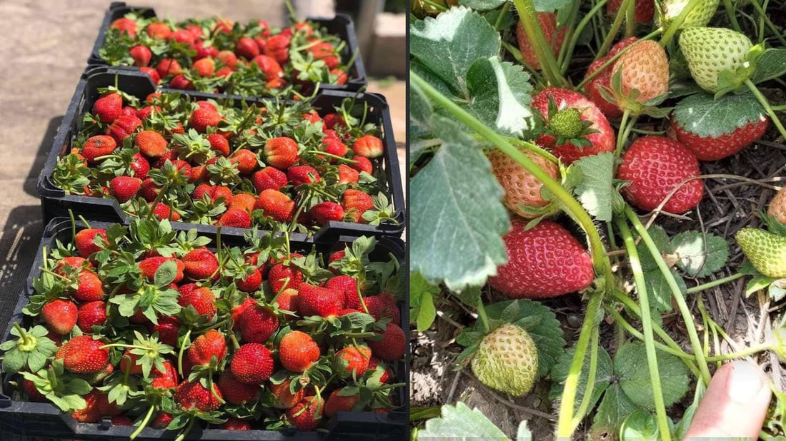 کاتی چاندنی شلک لە هەرێمی کوردستان دەستپێدەکات