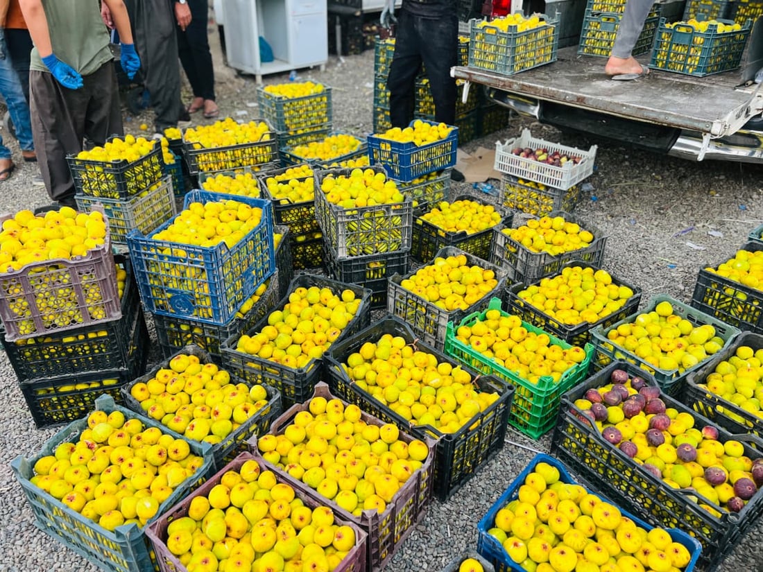 Figs from Taqtaq and Qaranaw draw strong demand in summer market