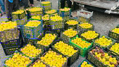 Figs from Taqtaq and Qaranaw draw strong demand in summer market