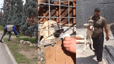 نزیکەی 18 هەزار سەگی بێلانە لەناو هەولێر کۆکراونەتەوە