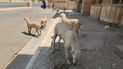 هه‌ڵمه‌تى كوتان بۆ سەگە بێلانەکانی کەرکوک ده‌ستیپێكرد
