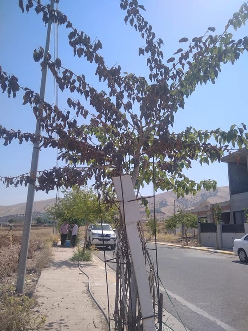 کارمەندی کۆمپانیایەک ئاگر دەکاتەوە و ژمارەیەک داری گۆران سیتی دەسووتێن