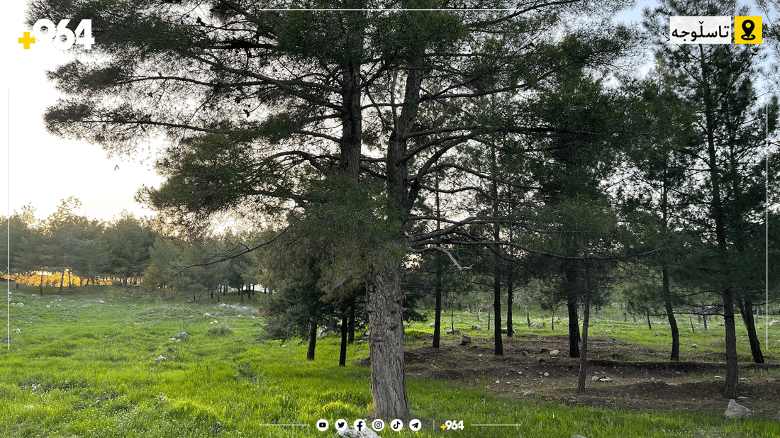چیرۆکی دارە بەتەمەنەکەی دارستانی تاسڵوجە