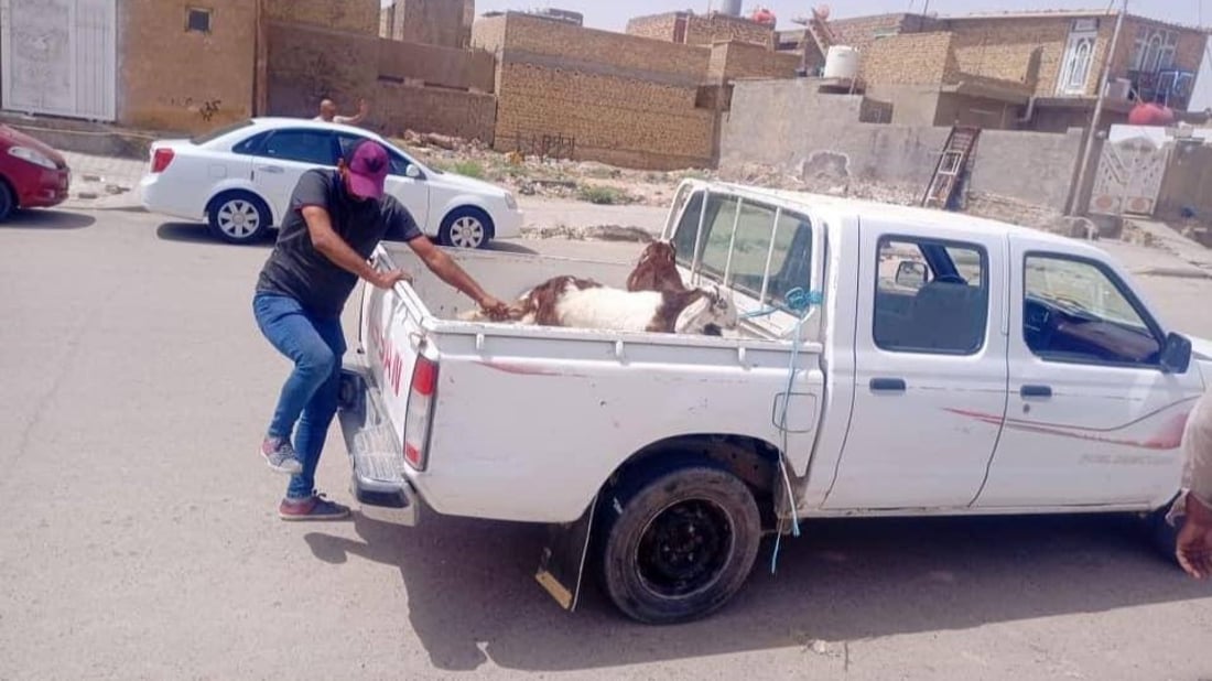 صور: حجز فوري بلا تهاون.. لا مزيد من المواشي في شوارع وحدائق الكوت