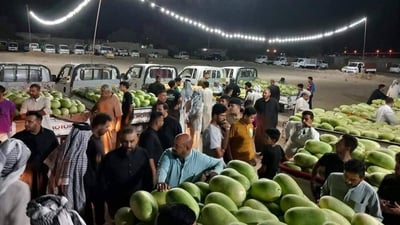 الفئران تهاجم مزارع شيخ سعد وتفسد القطفة الثانية من الرقي (صور)