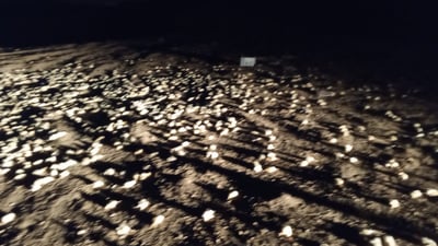 ئەو کەسانەی لە قەڵادزێ جوجەڵەکانیان فڕێدابوو دەستگیرکران