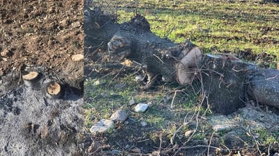 Five arrested for illegal logging and tree burning in Sulaymaniyah