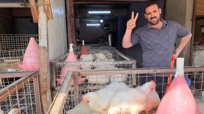 أبو غريب: أسعار الدجاج المحلي ترتفع مجدداً.. وغياب الدجاج التركي أهم الأسباب