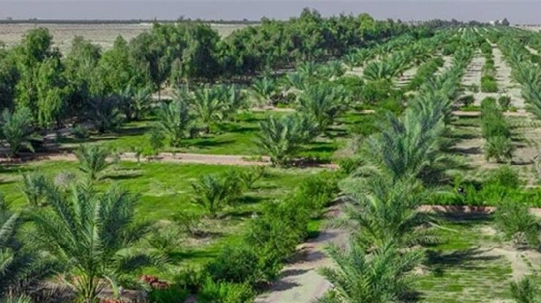 Baghdad to launch largest tree-planting campaign this fall