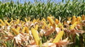 Barley and corn added to winter plan as water recovers