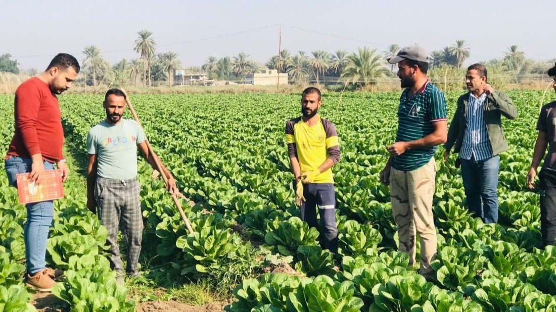 صور: خس بابل ليس في أفضل أعوامه.. “أبو الطوبة” نادر والإيراني بـ 500 فقط