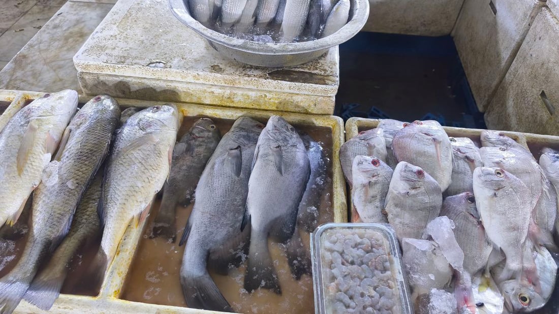 صور: مرسى النقعة يستقبل 6 أطنان من الروبيان والبرطام والشانك.. يوم مميز في البحر