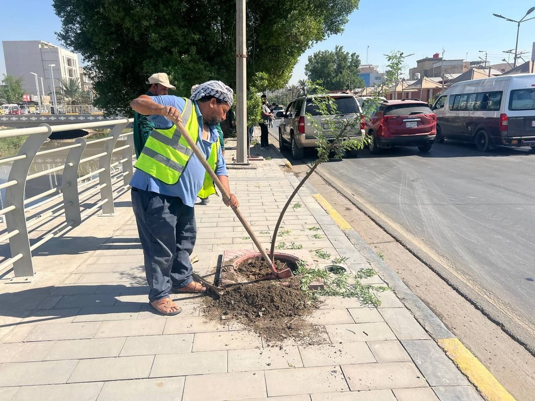 للبصرة رأي آخر في التشجير.. نحب “ألبيزيا” لكننا سنستعيد غابات الأثل (فيديو)
