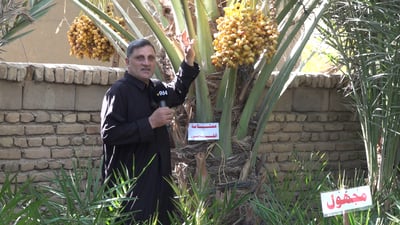 الحلة تستورد نخل فلسطين وإيران.. الشمري نجح مع “عمامة القاضي”