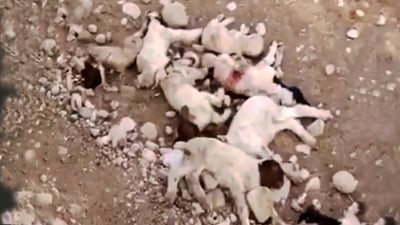 ئه‌مساڵ هیچ رووداوێكی مرداربوونه‌وه‌ى به‌رخ له‌ ناحیه‌ى شوان رووینه‌داوه‌