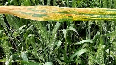 هۆكاره‌كانى ژه‌نگهه‌ڵهێنانى گه‌نمى جوتیاران ئاشكرا ده‌كرێت