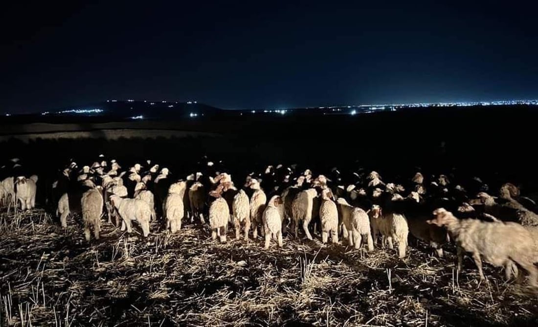  700 سەرمەڕ دەستیان بەسەرداگیرا