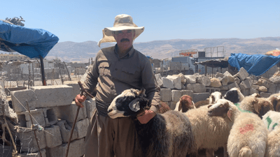 لە ساڵی 2024 دا رێژەی کوشتاری ئاژەڵ دابەزیوە