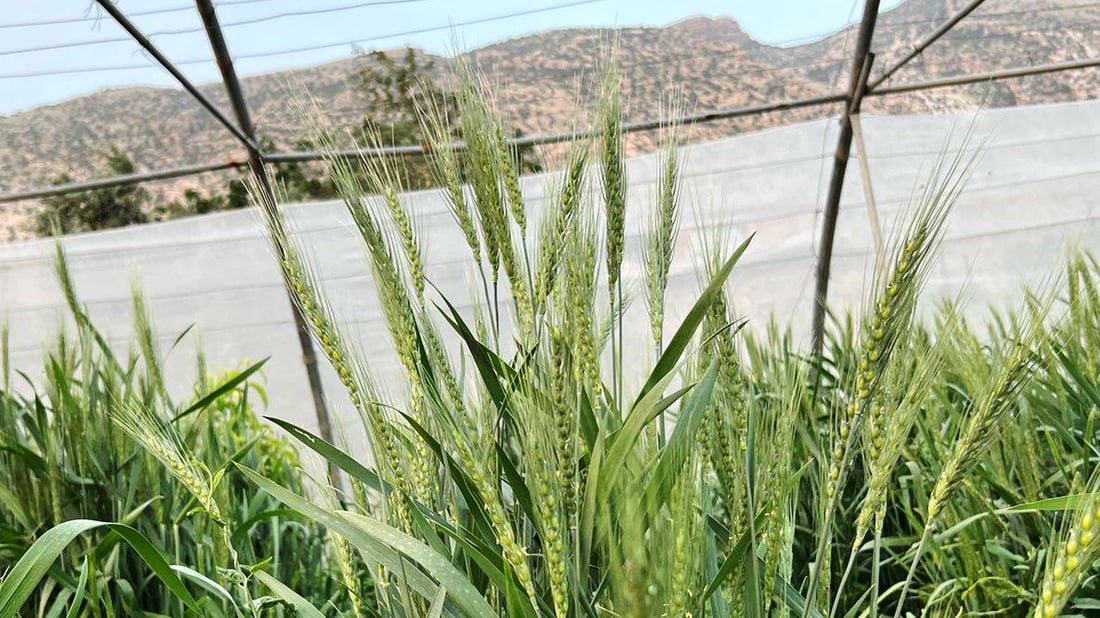 شێخ جه‌مالى كرپچنه‌ ده‌یه‌وێ بنه‌تۆو له‌ گه‌نمى “سابیر به‌گ” دروستبكات‌