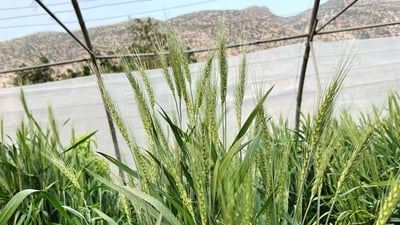شێخ جه‌مالى كرپچنه‌ ده‌یه‌وێ بنه‌تۆو له‌ گه‌نمى “سابیر به‌گ” دروستبكات‌