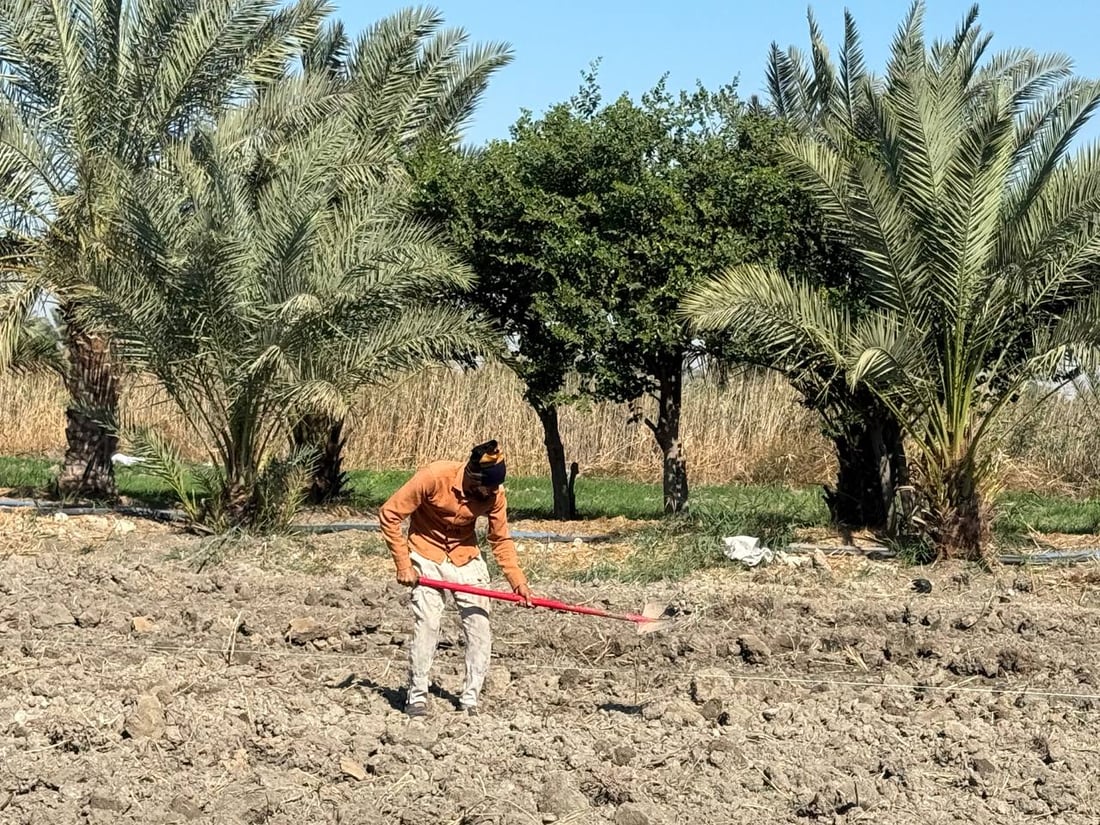 صور من نهار الحقول: بدأت زراعة الباميا العراقية الحسيناوية والمساحة ازدادت