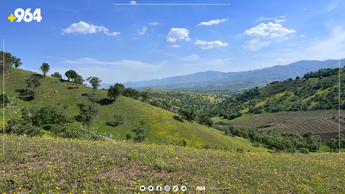 وەزارەتی کشتوکاڵ دەیەوێت رێگری لە وشکبوونی داری دارستانەکان بکات