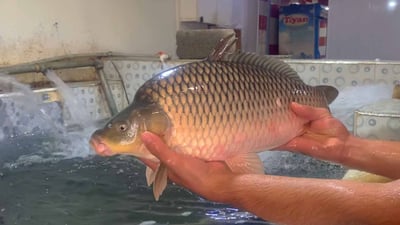 نرخى ماسى لە دهۆک زۆر بەرز بووەتەوە