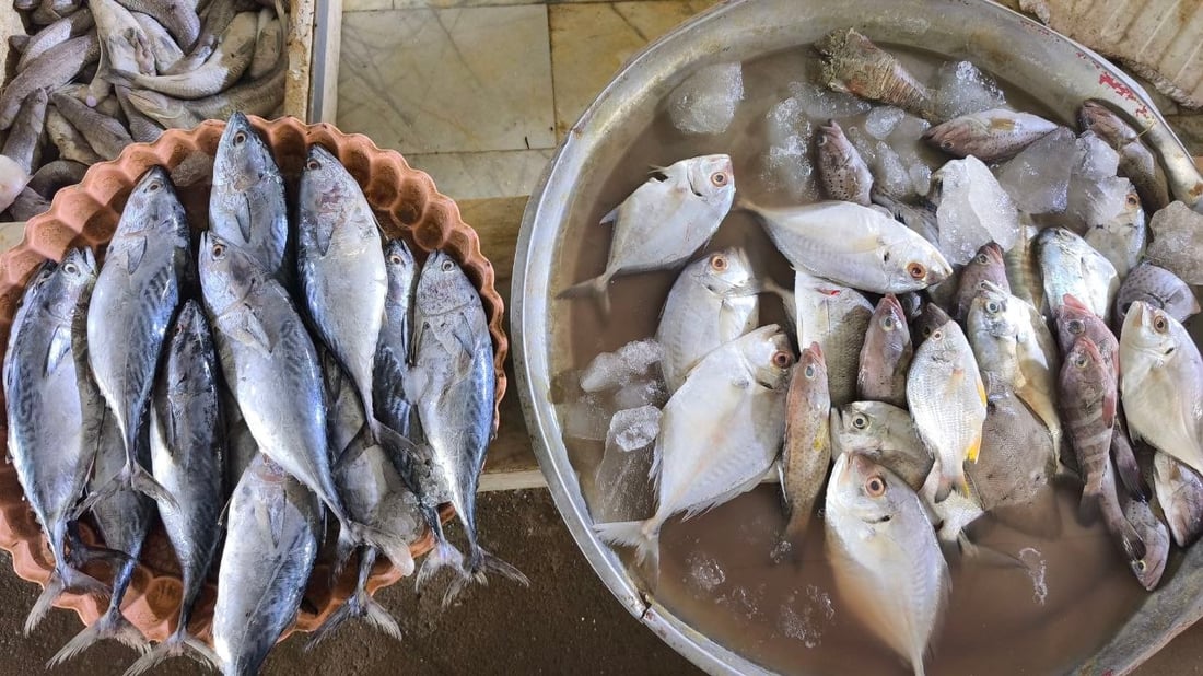 الهامور يسيطر على مزاد الفاو الكبير.. 5 أطنان وصلت من البحر والكيلو 10 آلاف دينار