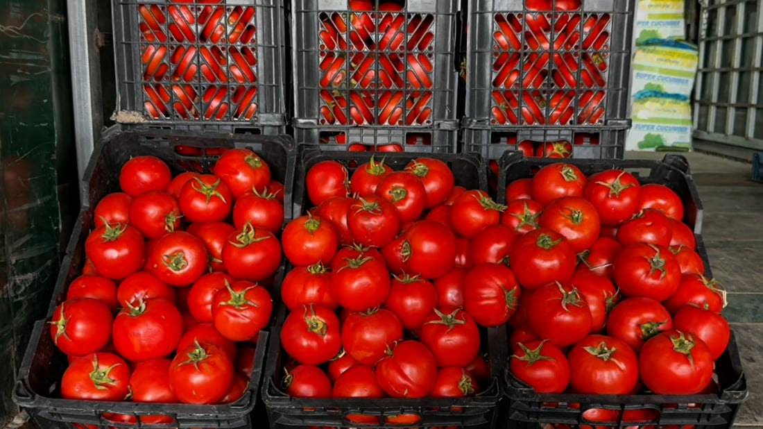 تەماتە عالەمی مشەوەش کردووە و نرخەکەی هەر بەرەو سەرەوە دەڕوات