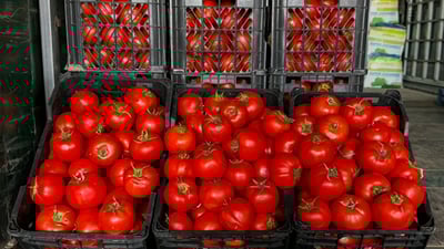 تەماتە عالەمی مشەوەش کردووە و نرخەکەی هەر بەرەو سەرەوە دەڕوات