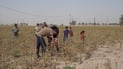 ما هذا المحصول العراقي المبارك.. شاهد كيف يعيش في أرض جافة بلا ماء (فيديو)