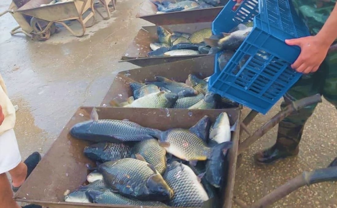 كربلاء: تصفية الشتاء “تغرق” السوق بـ 400 طن من الأسماك (صور)