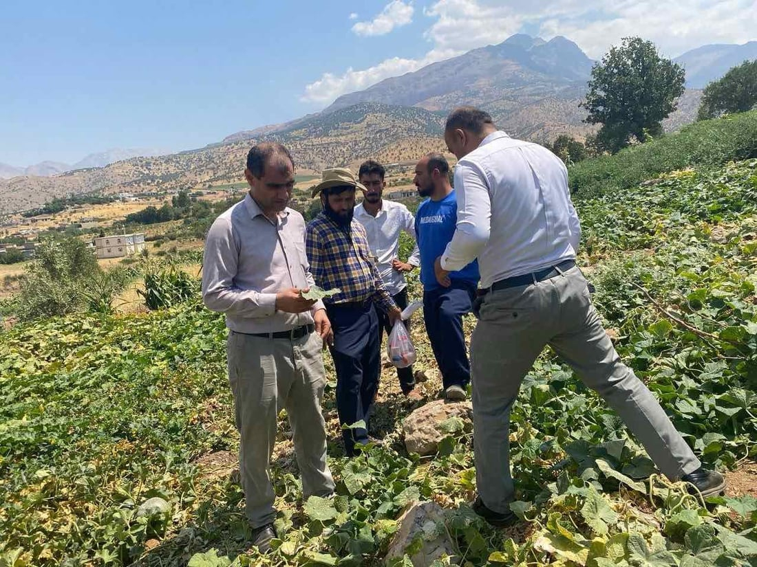 964mediaصورة من منصة (شبكة): 