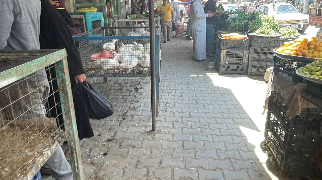 تجار الدواجن مارسوا “لعبة العيد” في المشخاب: الدجاج يقفز بفارق 25%