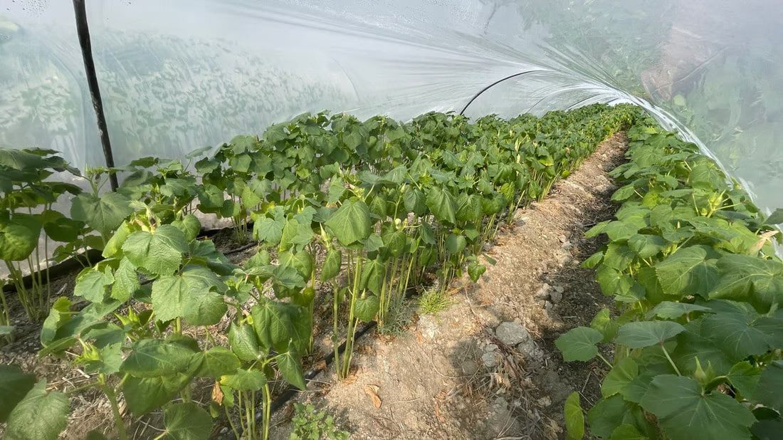 Basra okra fetching $13 per kilo