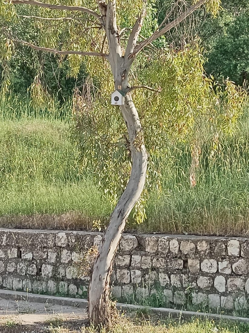 له‌ شه‌قڵاوه‌ هێلانه‌ى ده‌ستكرد بۆ باڵنده‌كان كێوییه‌كان دروست ده‌كرێت