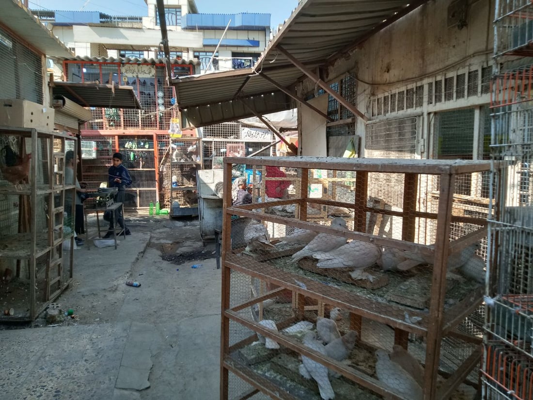 سوق الطيور في بغداد الجديدة.. نسخة من سوق الغزل وينافسه منذ السبعينات