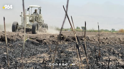جاڕەكان سووتێنران بۆ ئەوەی بكرێن بە مەرەزە و ماش و شمڵی