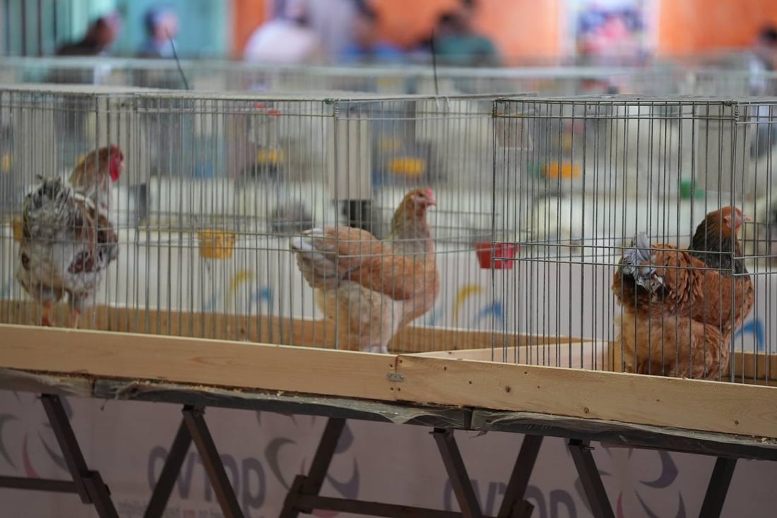 صور: دجاجة بصراوية وديك أربيلي أجمل طيرين في العراق.. مسابقة بإشراف تركي