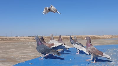 مربو حمام البصرة يخرجون “المحاكر” إلى طريق الشعيبة: لكي لا نزعج الجيران (فيديو)
