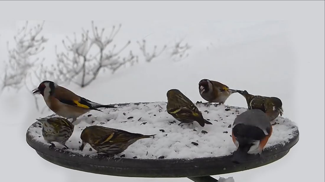 “پاشماوەی خواردنەکان فڕێمەدەن با بۆ باڵندە و ئاژەڵە کێوییەکان بێت”