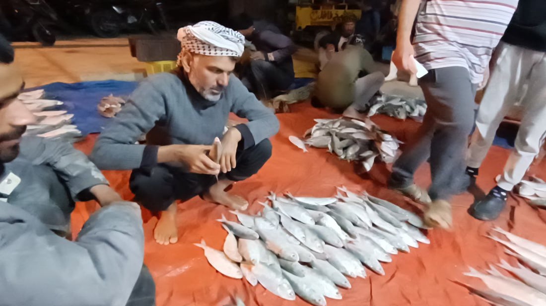 الصبور ينخفض إلى 40 ألفاً بسبب الوفرة.. قائمة بأسعار مزاد الفاو اليوم الأحد