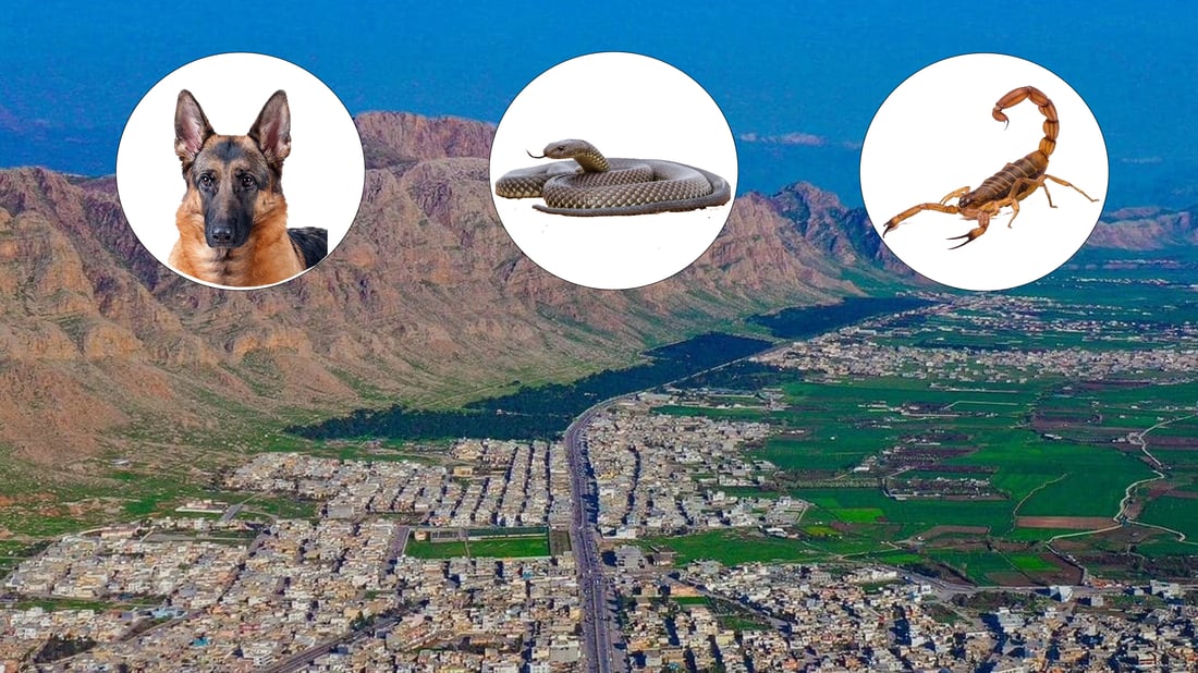 نزیكه‌ى 300 حاڵه‌تى پێوه‌دانى دووپشك و مار و گه‌ستنى سه‌گ تۆماركراوه