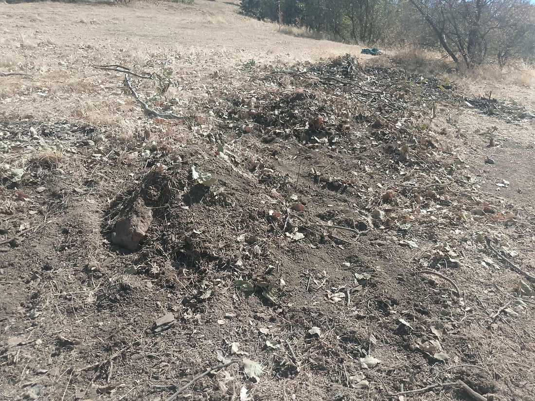 چوار تەوربەدەست بە پێکابێک داری تەڕەوە دەستگیر کران