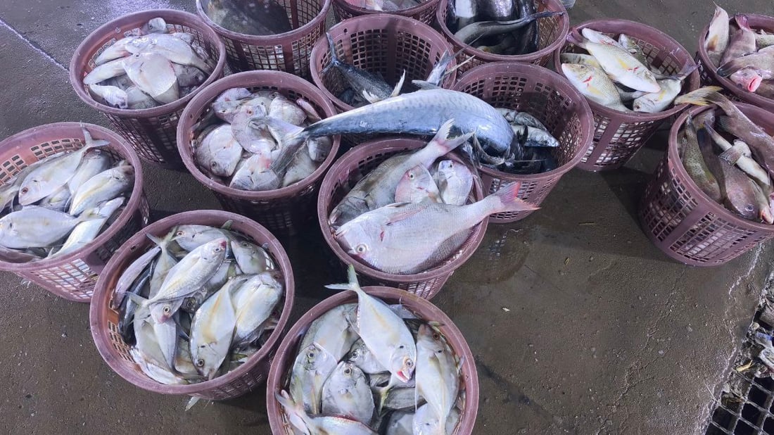 صور: 30 طناً من السمك في مرسى النقعة.. “خلي الفقير ياكل”