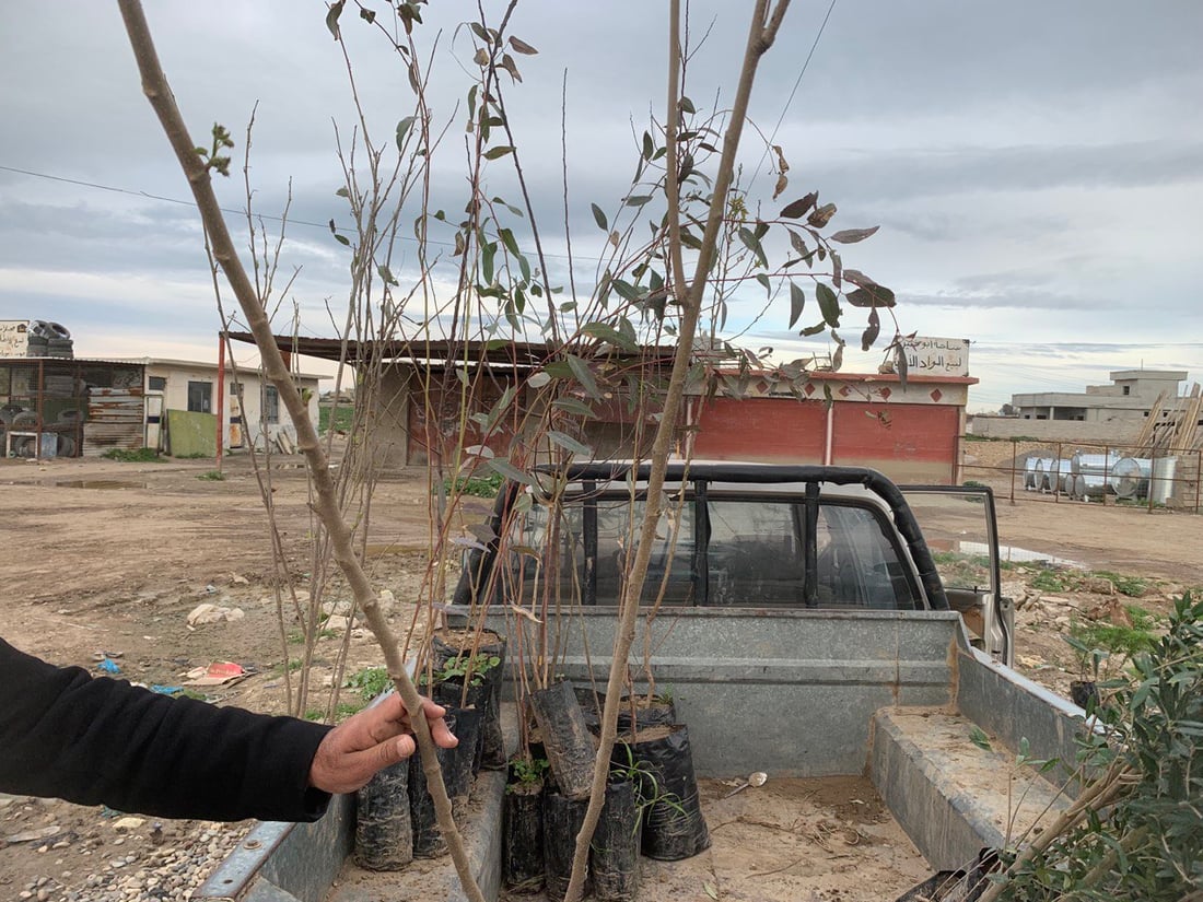 ميتسوبيشي ثامر طه تتجول بين بيوت ربيعة مع أشجار السفرجل والزيتون والحمضيات (صور)