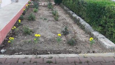 شارەوانیی هەڵشۆ باخچە و پارکەکانی بە گوڵ دەڕازێنێتەوە